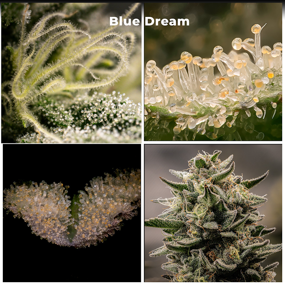 Blue Dream   Final Photography Art | Mark Ruckman Fine Art