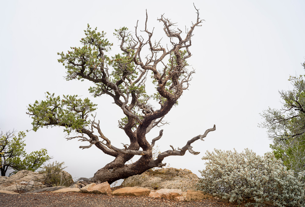 Resilient Tree Photography - Grand Canyon Landscape