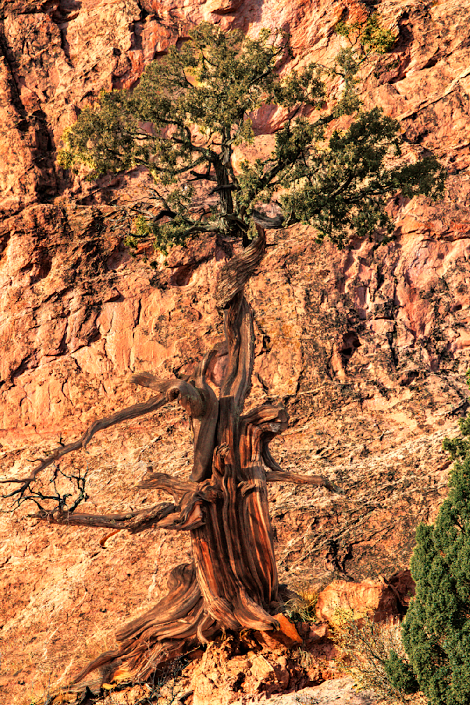 11042026 Gog Juniper 0 Q1 A5755 Photography Art | James H Egbert's Silver Branch Studios