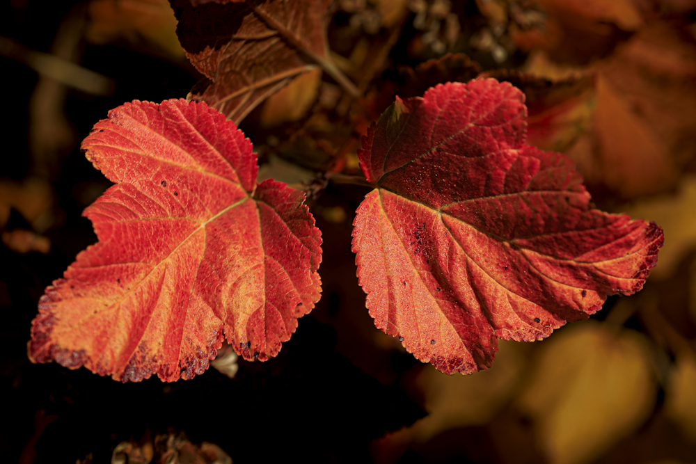 11072025 Fall Colors 0 Q1 A5842 Photography Art | James H Egbert's Silver Branch Studios