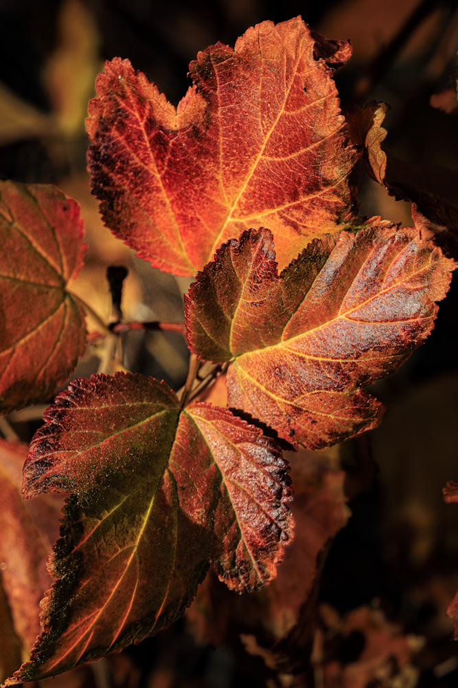 11072025 Fall Colors 0 Q1 A5809 Photography Art | James H Egbert's Silver Branch Studios