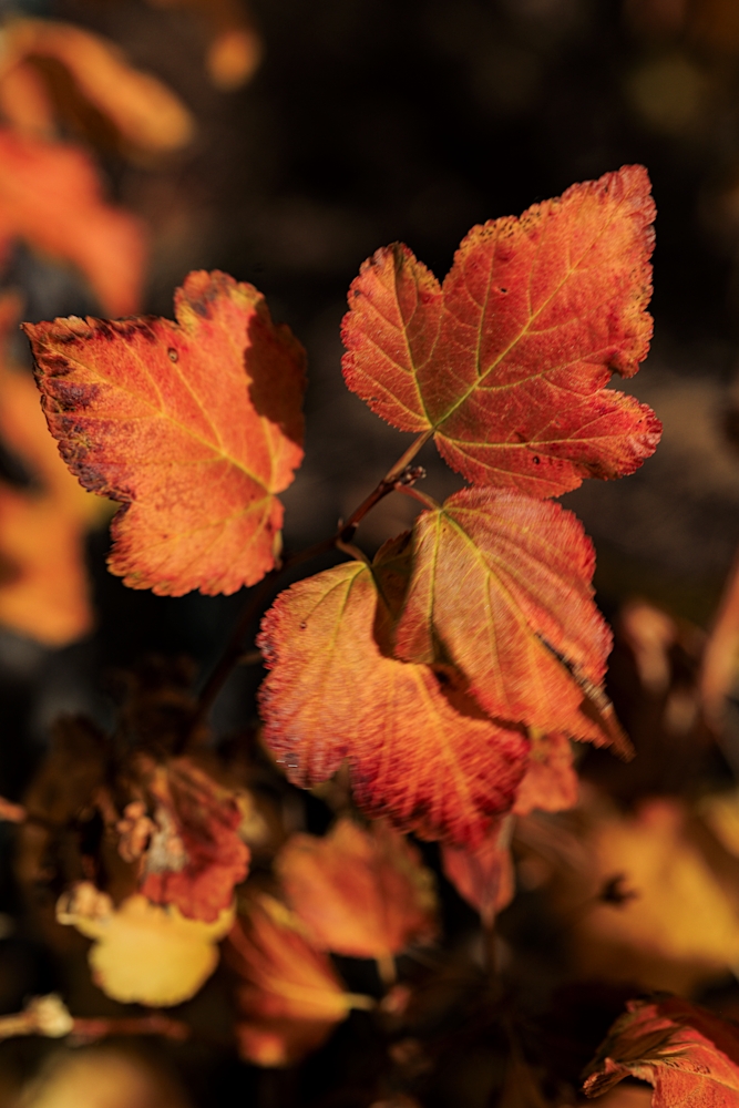 11072025 Fall Colors 0 Q1 A5825 Photography Art | James H Egbert's Silver Branch Studios