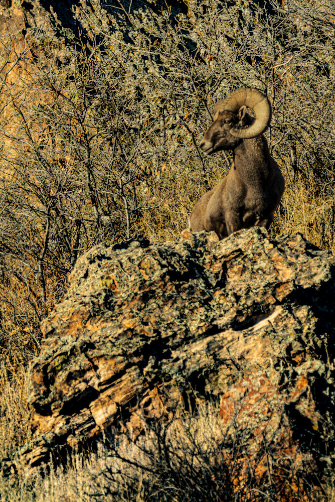 11242025 Gog Bighorn Ram 0 Q1 A6175 Photography Art | James H Egbert's Silver Branch Studios