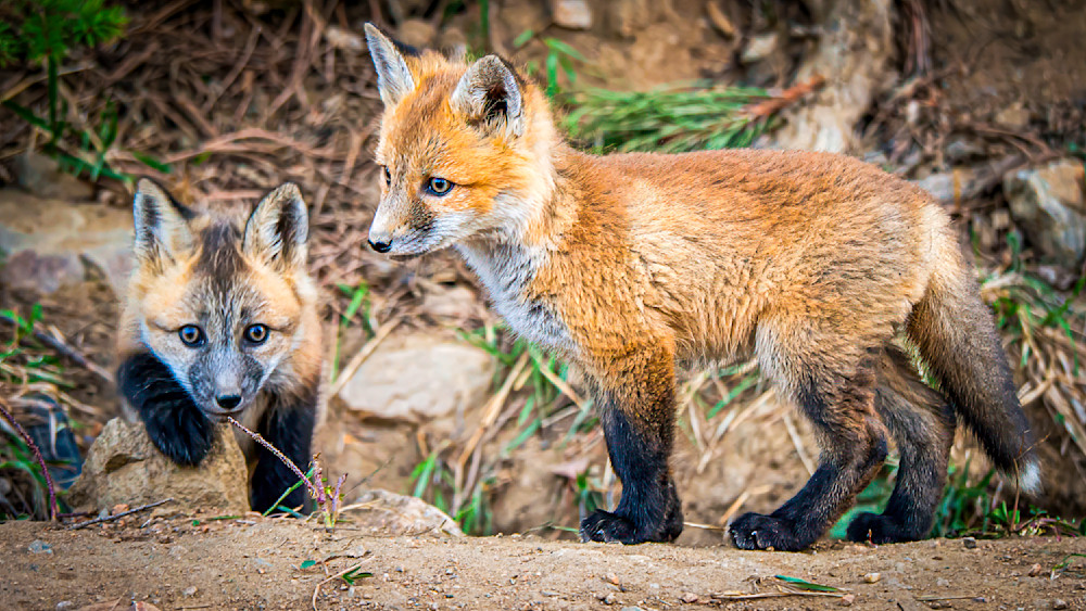 Young foxes exploring their natural habitat in a woodland setting during daylight hours