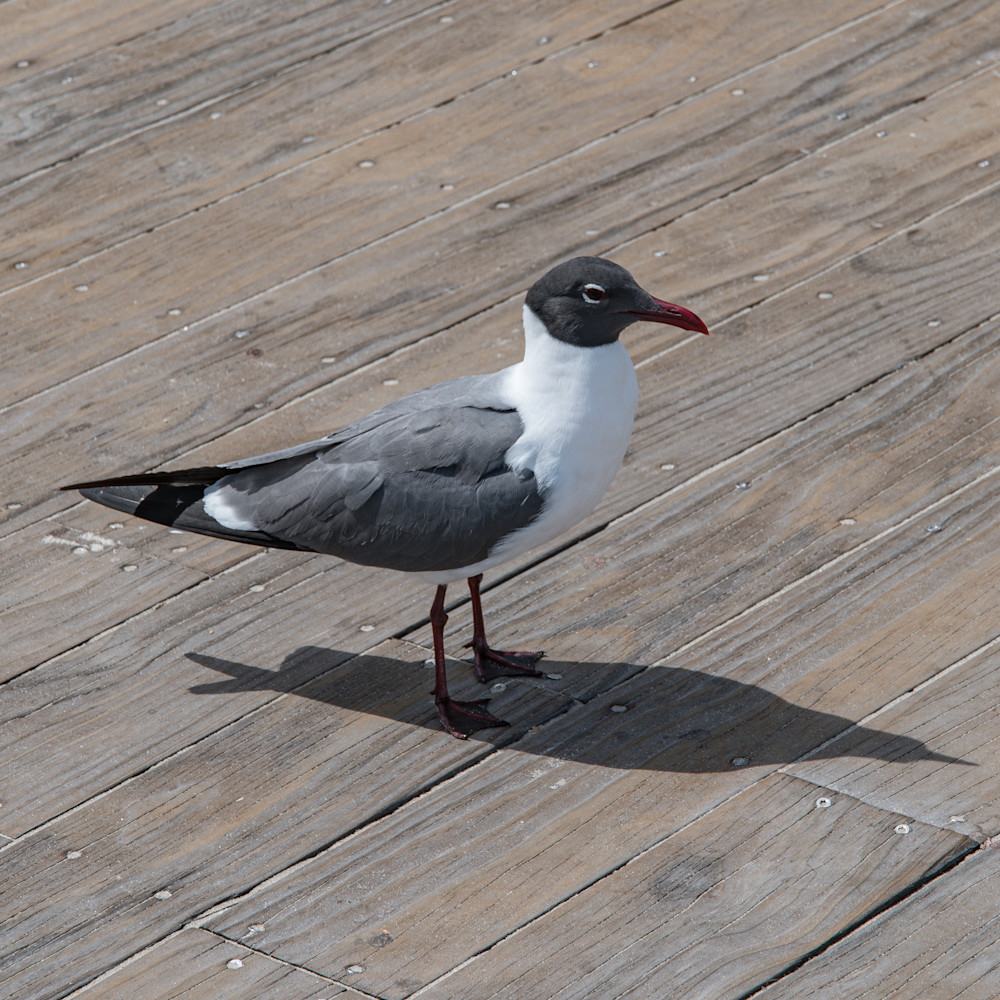 Seagull On Deck Photography Art | Steve Rizzi Photography