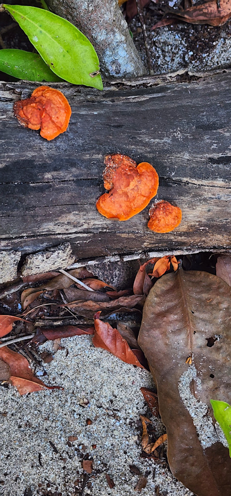 Cinnabar Polypore Photography Art | InYourBackyard