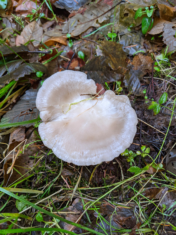 Clouded Funnel Photography Art | InYourBackyard