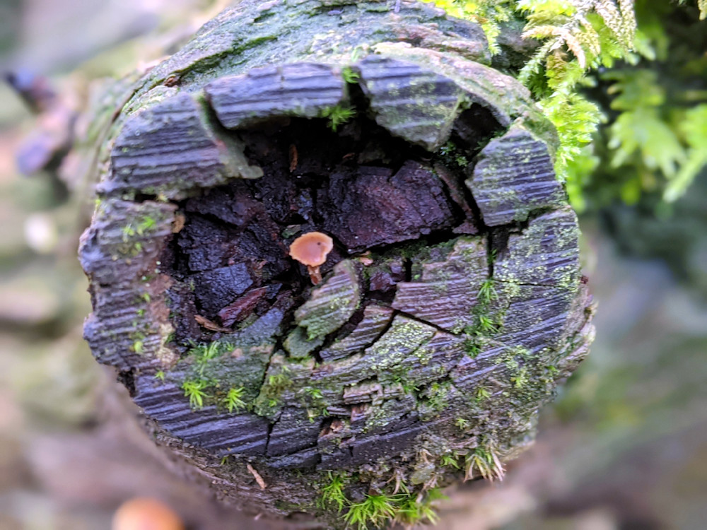 Eye Lash Fungus In Wood End Photography Art | InYourBackyard