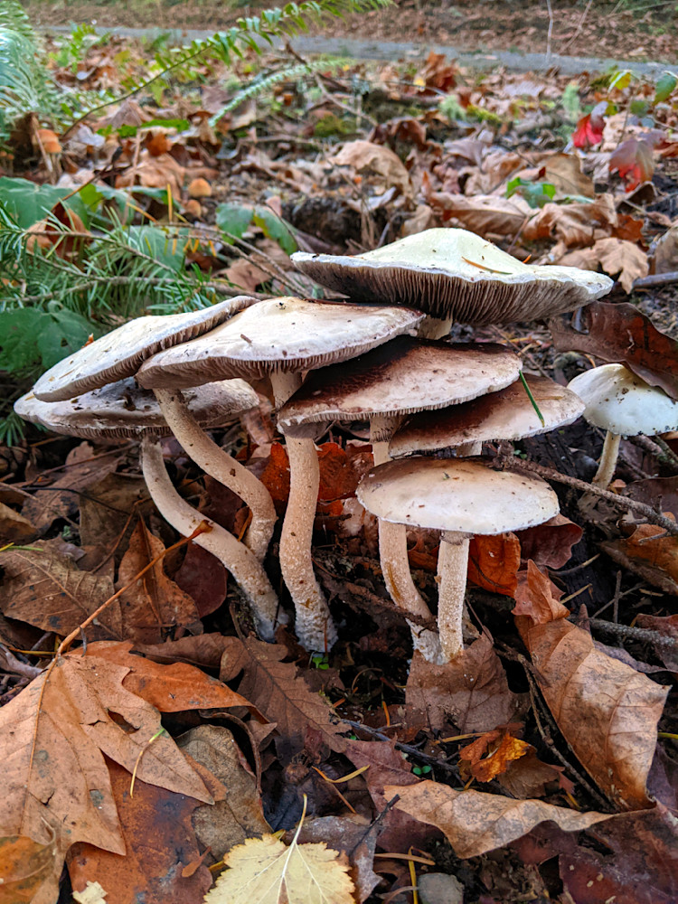 Fall Mushroom Cluster Photography Art | InYourBackyard