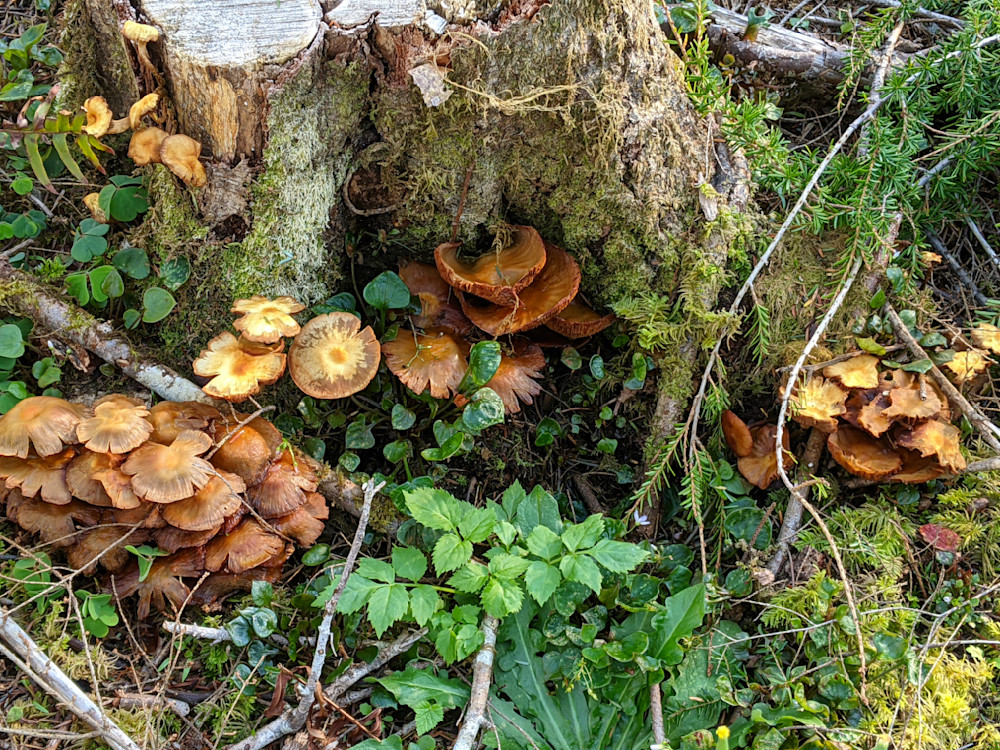 Honey Mushroom Photography Art | InYourBackyard