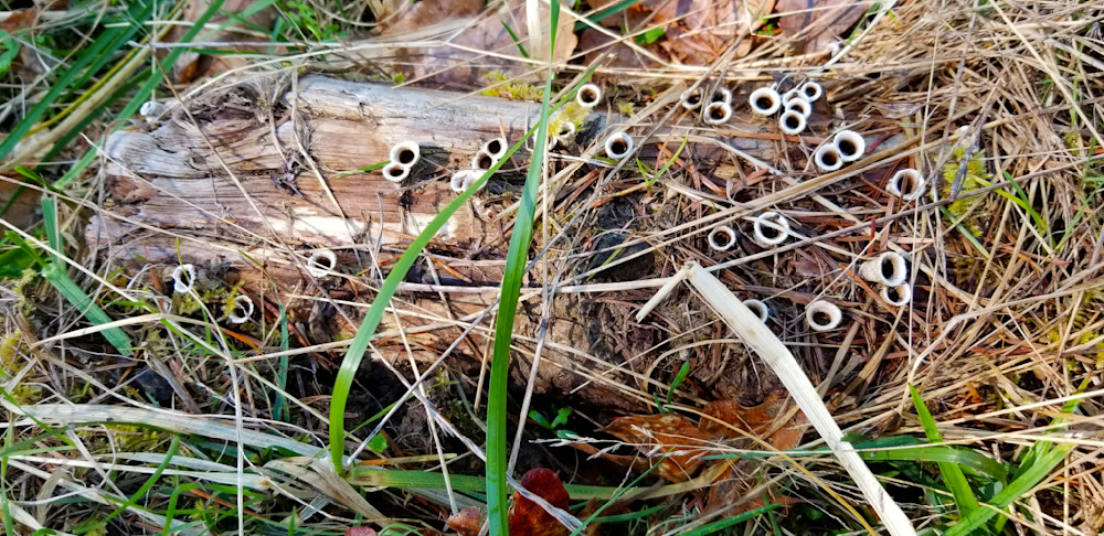 Birds Nest Fungi Photography Art | InYourBackyard
