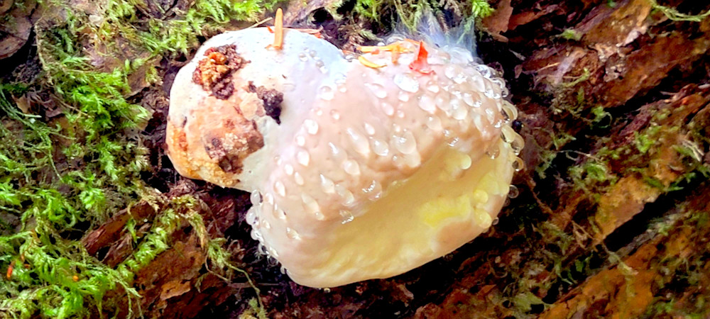 Mushroom Attached To Log Photography Art | InYourBackyard