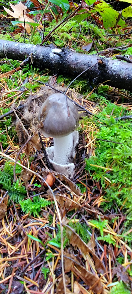 Mushroom Foilage Photography Art | InYourBackyard