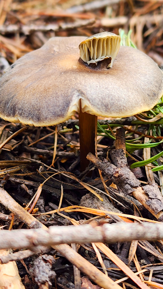 Monster Shroom Photography Art | InYourBackyard