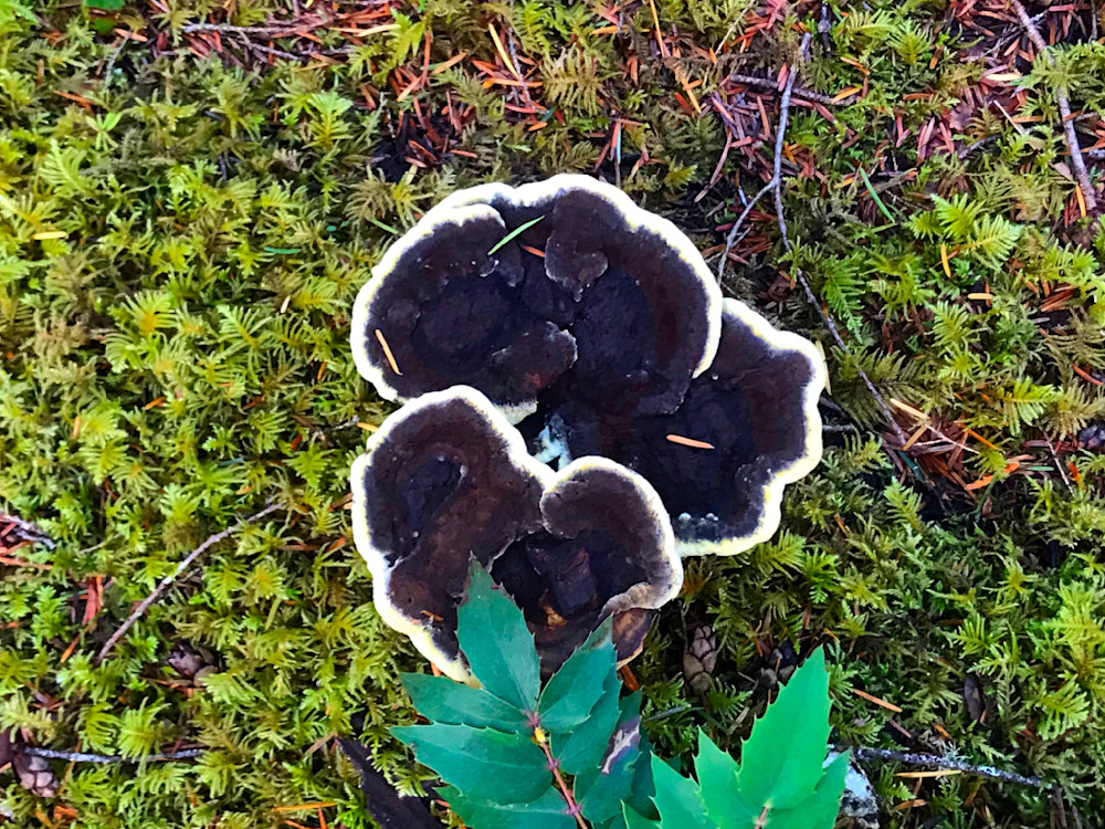 Black Tooth Fungus Photography Art | InYourBackyard