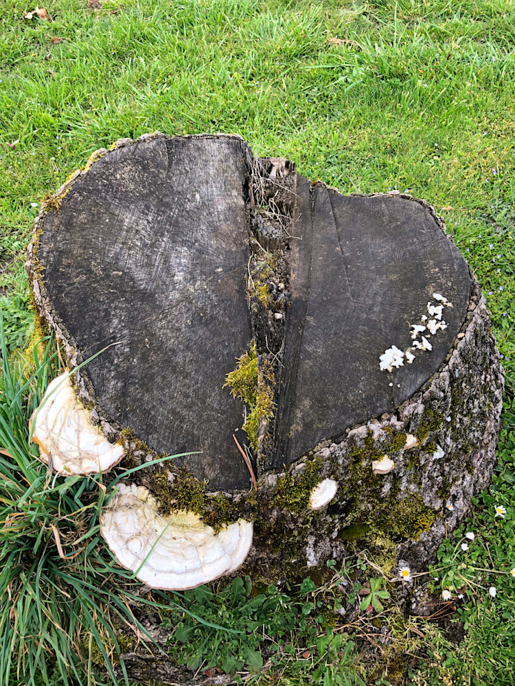 Bracket Fungi On Heart Log Photography Art | InYourBackyard