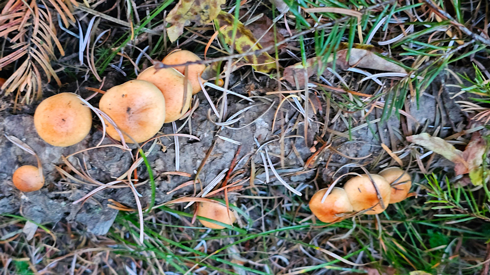 Brick Cap Mushrooms Photography Art | InYourBackyard