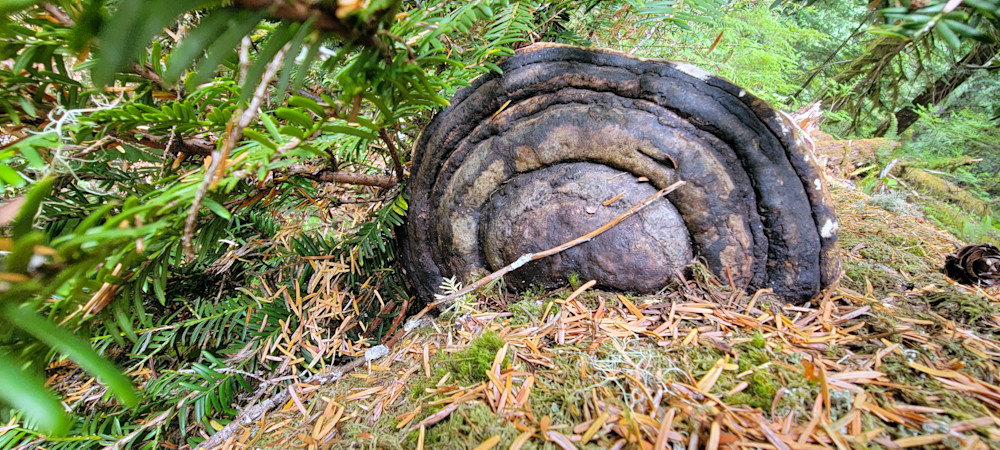 Mushroom Hiding In Plain Sight Photography Art | InYourBackyard