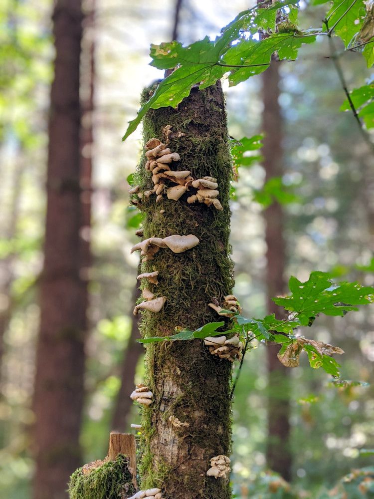 Oyster Mushrooms On Mossy Log Photography Art | InYourBackyard