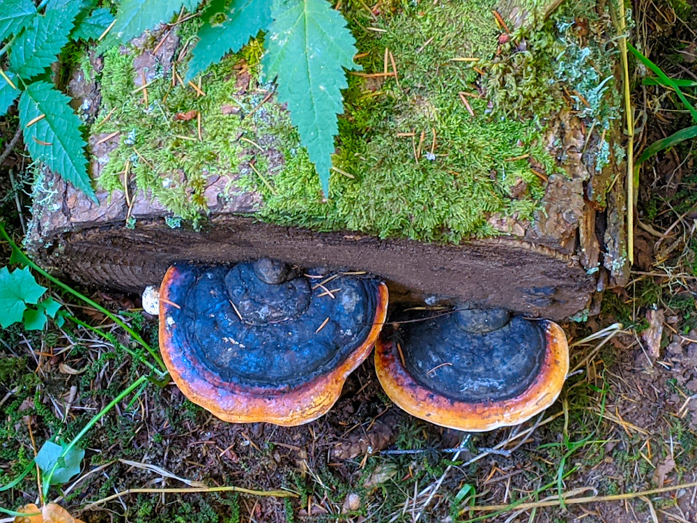 Red Belted Polypore Fungi Gowing On A Moss Covered Llog Photography Art | InYourBackyard