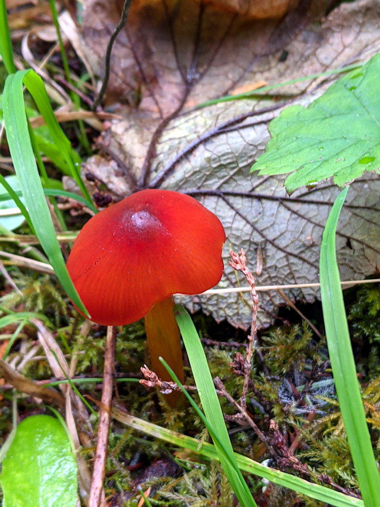Scarlet Waxcap Photography Art | InYourBackyard