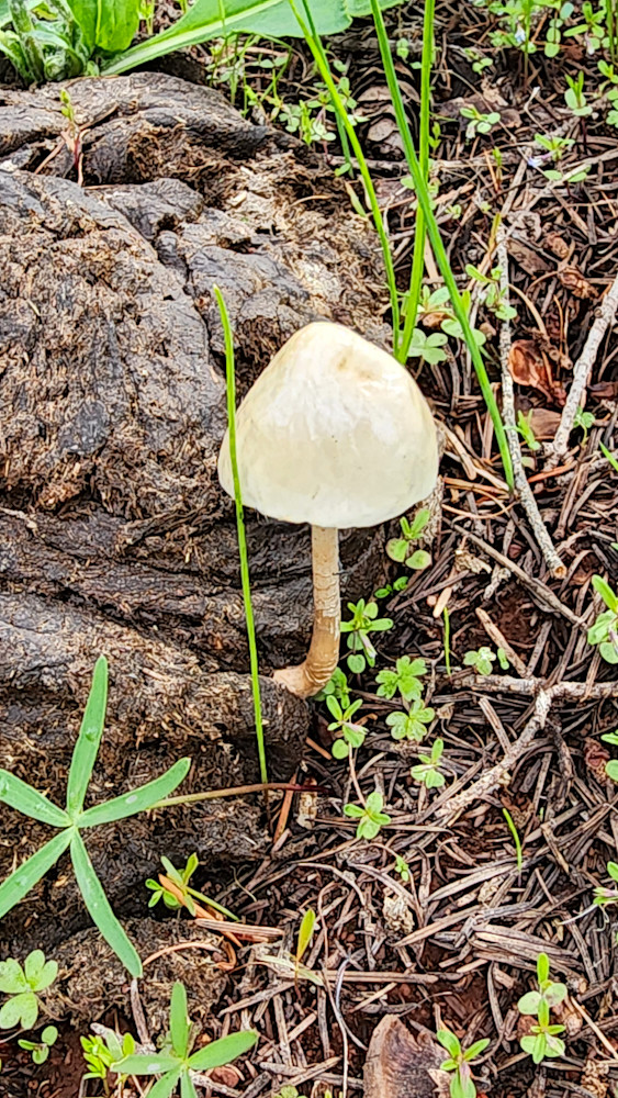 Shiny Mottlegill Photography Art | InYourBackyard