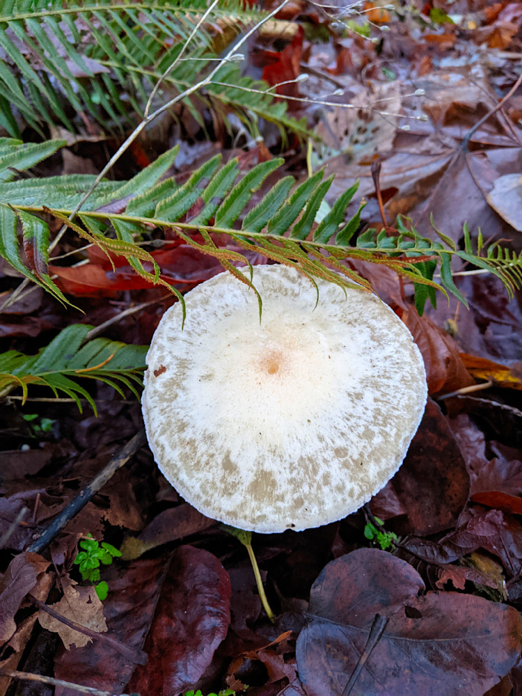 Pearly Webcap Photography Art | InYourBackyard