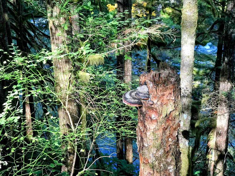 Shelf Fungus Photography Art | InYourBackyard