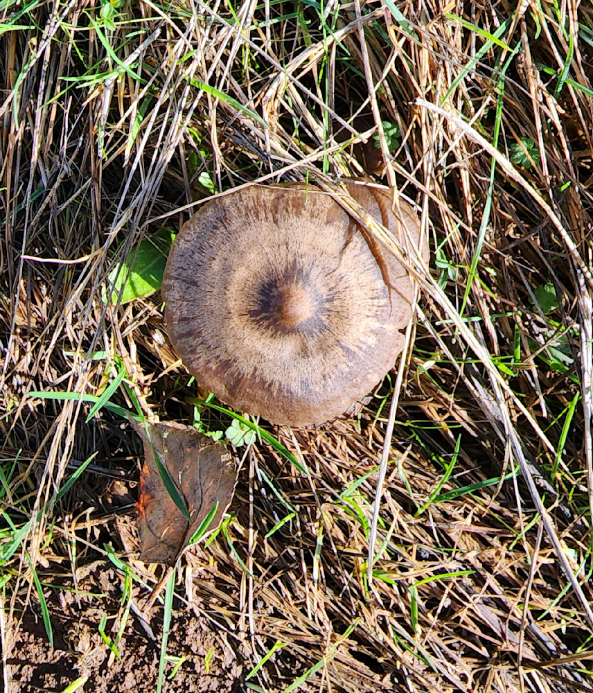 Swirly Mushroom Photography Art | InYourBackyard