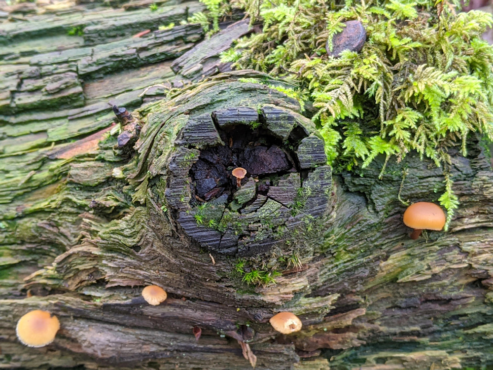 Shrooms On Mossy Log Photography Art | InYourBackyard