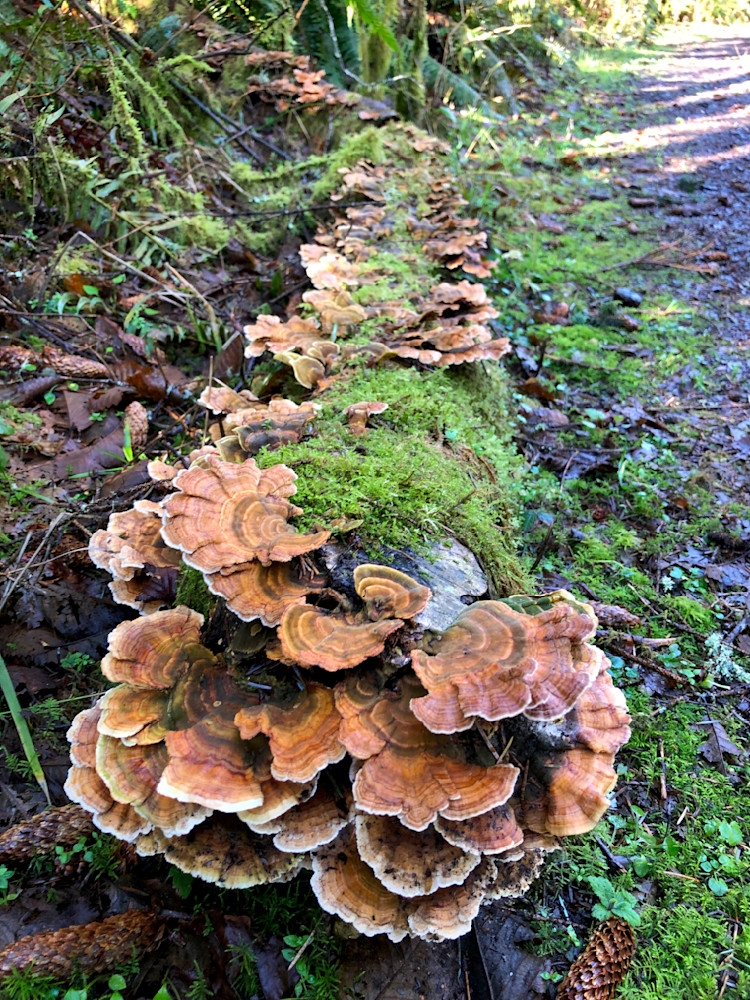 Turkey Tail Mushroom On Nurse Log Photography Art | InYourBackyard
