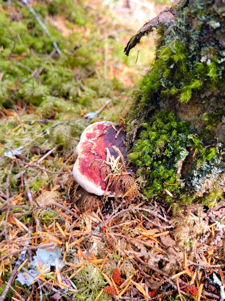 Shroom Tree Photography Art | InYourBackyard