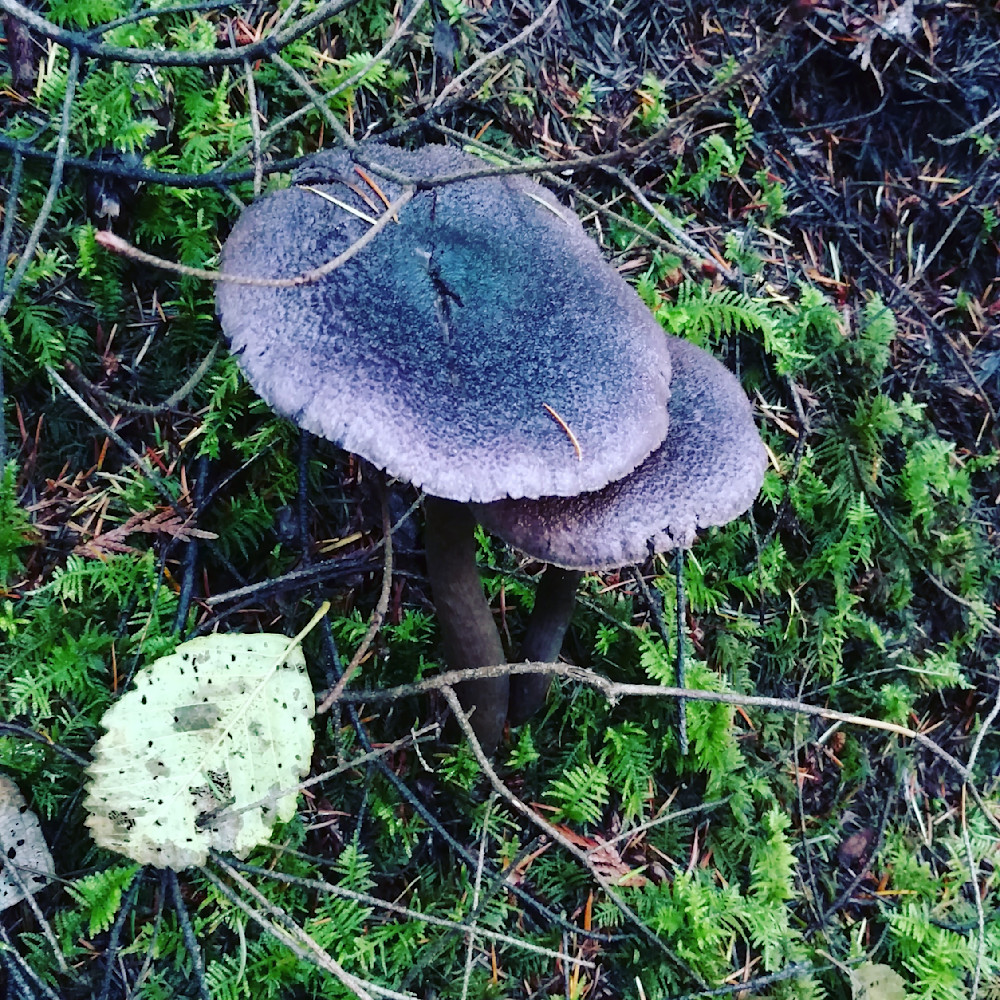 Violet Webcap Photography Art | InYourBackyard