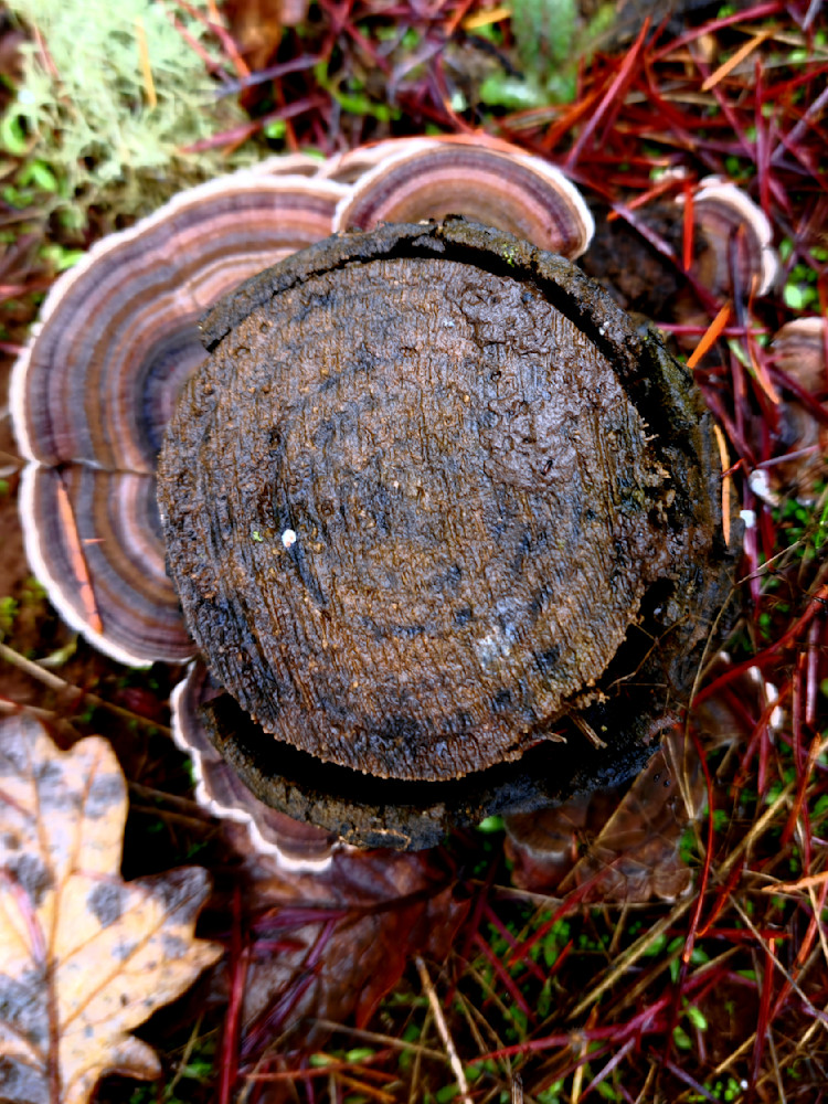 Turkey Tail Around A Log Photography Art | InYourBackyard