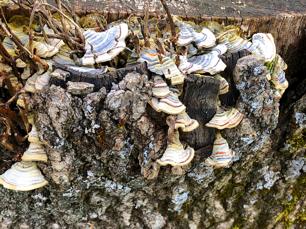 Turkey Tail On Log Photography Art | InYourBackyard