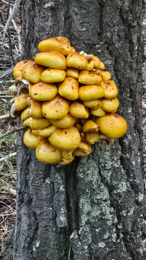 Zombie Mushrooms Photography Art | InYourBackyard