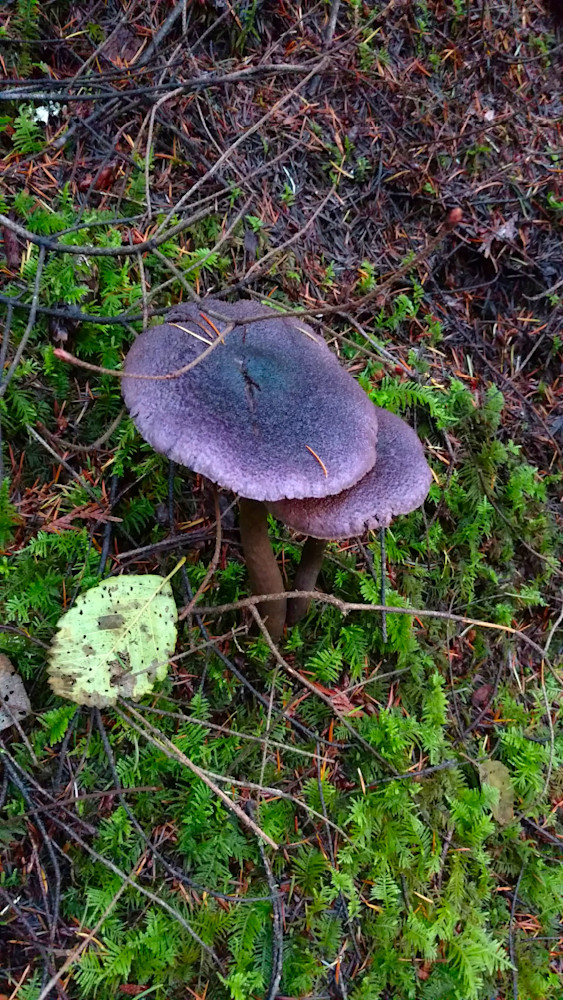 Violet Webcap Fungi Photography Art | InYourBackyard
