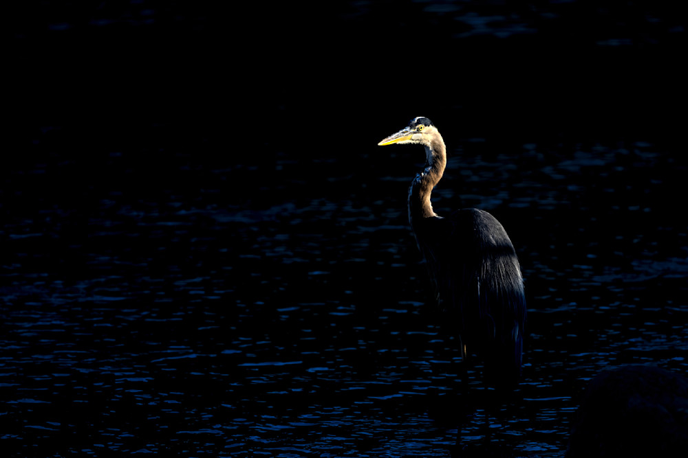 Whispered Stillness Of The Heron Photography Art | Kevin Morris Photography USA