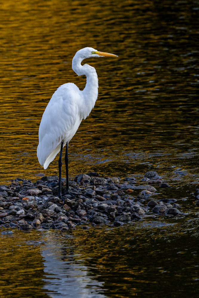 Golden Edge Of Morning Light Photography Art | Kevin Morris Photography USA