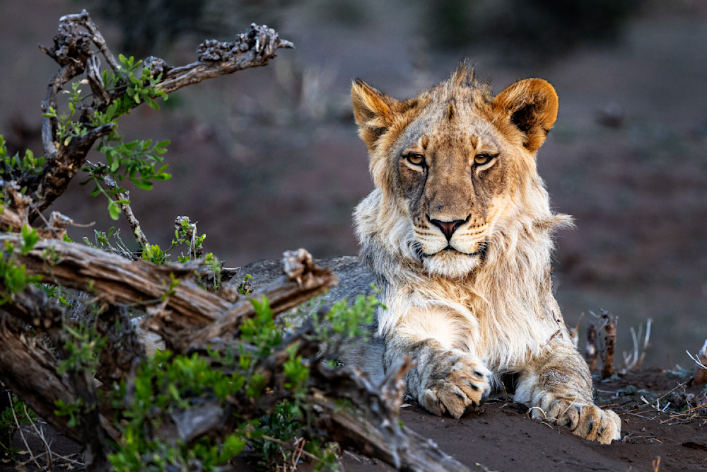 The Tawny Sentinel’s Gentle Rest Photography Art | Kevin Morris Photography USA