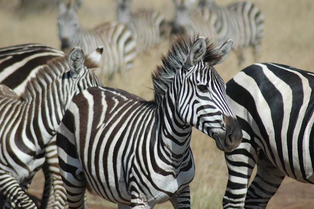 Zebra Photography Art | Claire Wayte Fine Art Photography