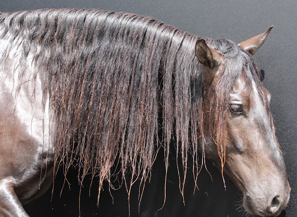 Dark Horse Power Photography Art | Claire Wayte Fine Art Photography