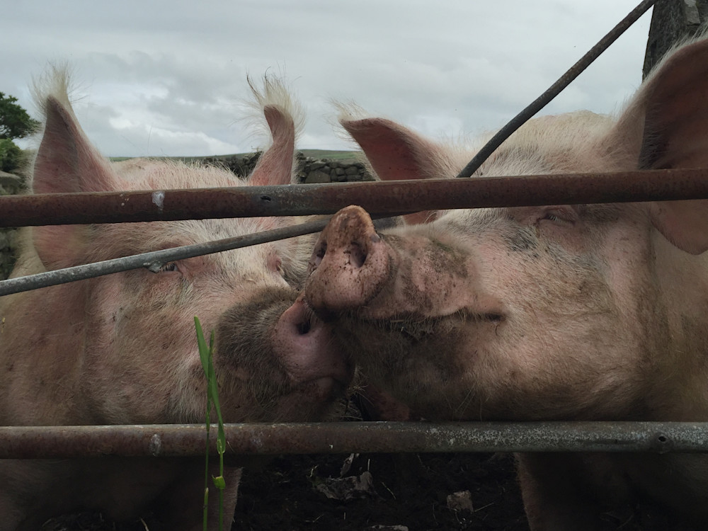 Kissing Piggies Photography Art | Claire Wayte Fine Art Photography