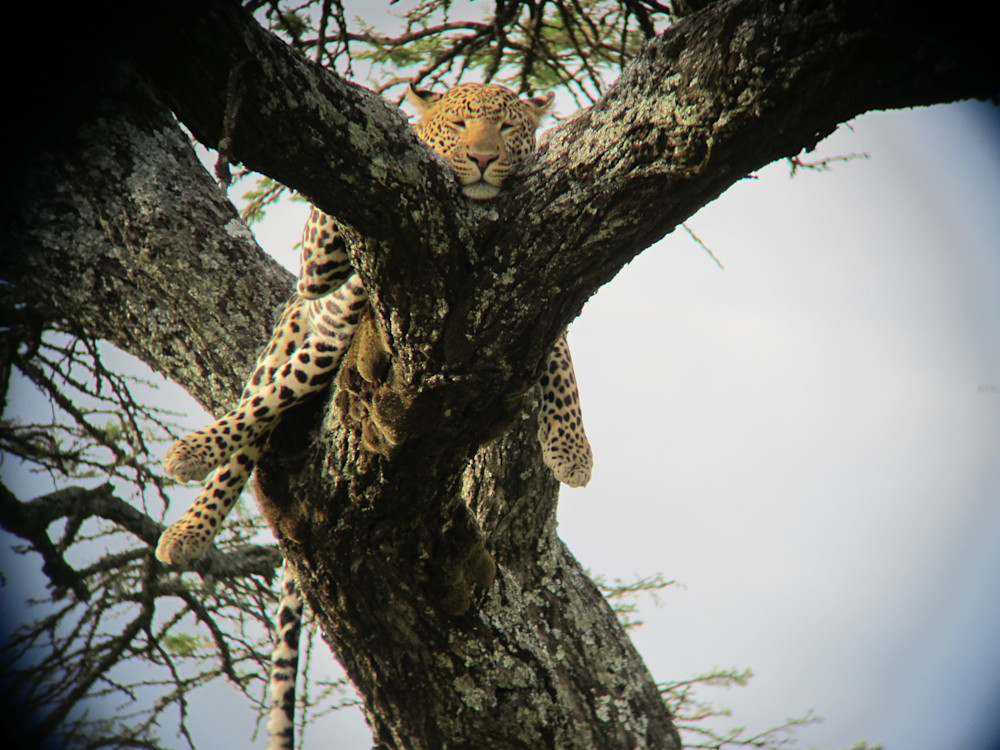 East Africa 2011 533 Photography Art | Claire Wayte Fine Art Photography