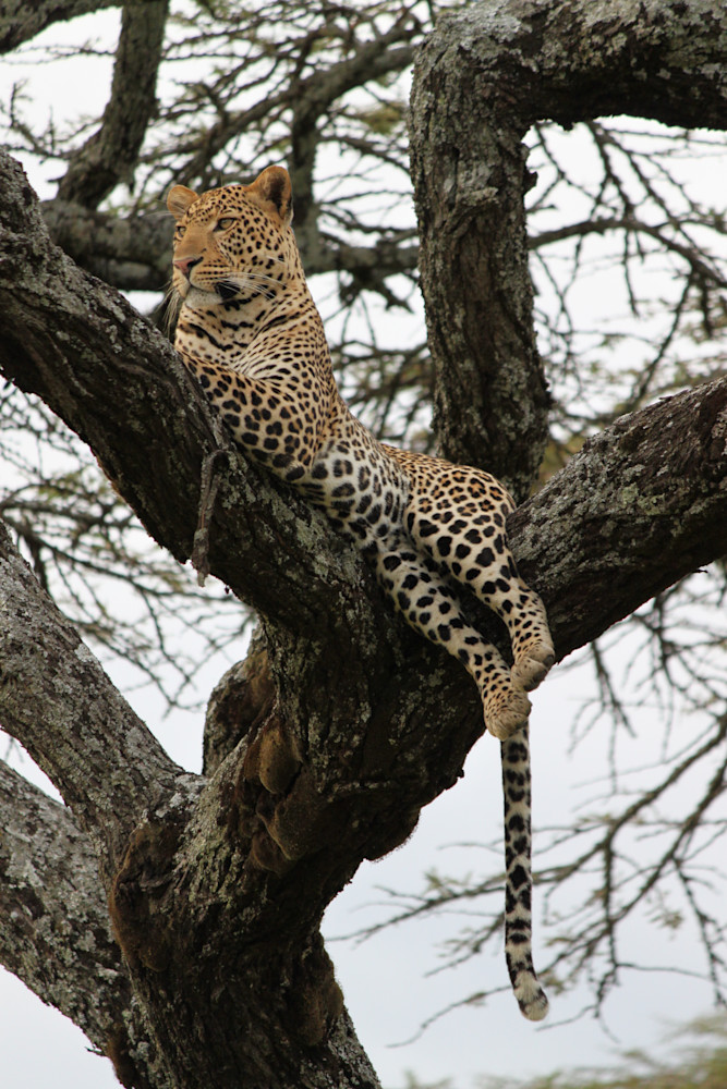 East Africa 2011 536 Photography Art | Claire Wayte Fine Art Photography