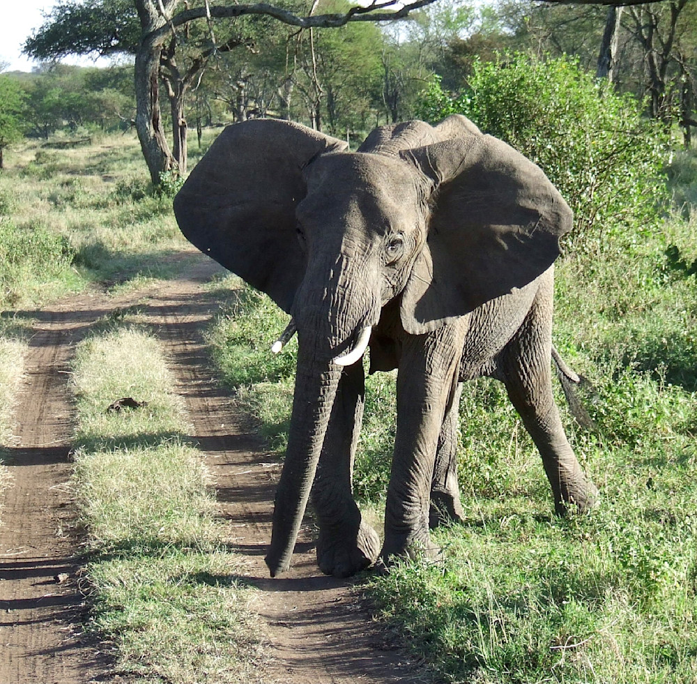 East Africa 2011 664 Photography Art | Claire Wayte Fine Art Photography