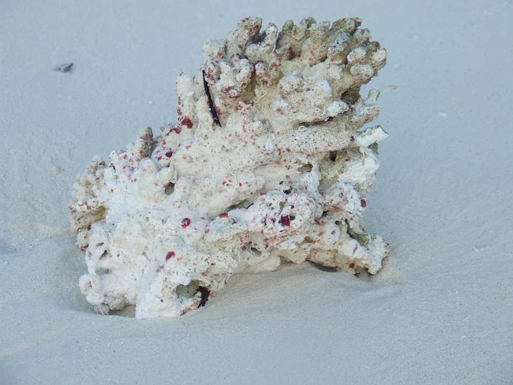 East Africa 2011 871 Photography Art | Claire Wayte Fine Art Photography