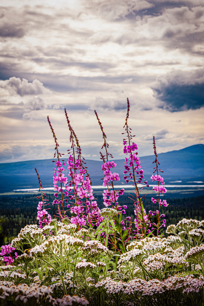 Denali Highway Fireweed