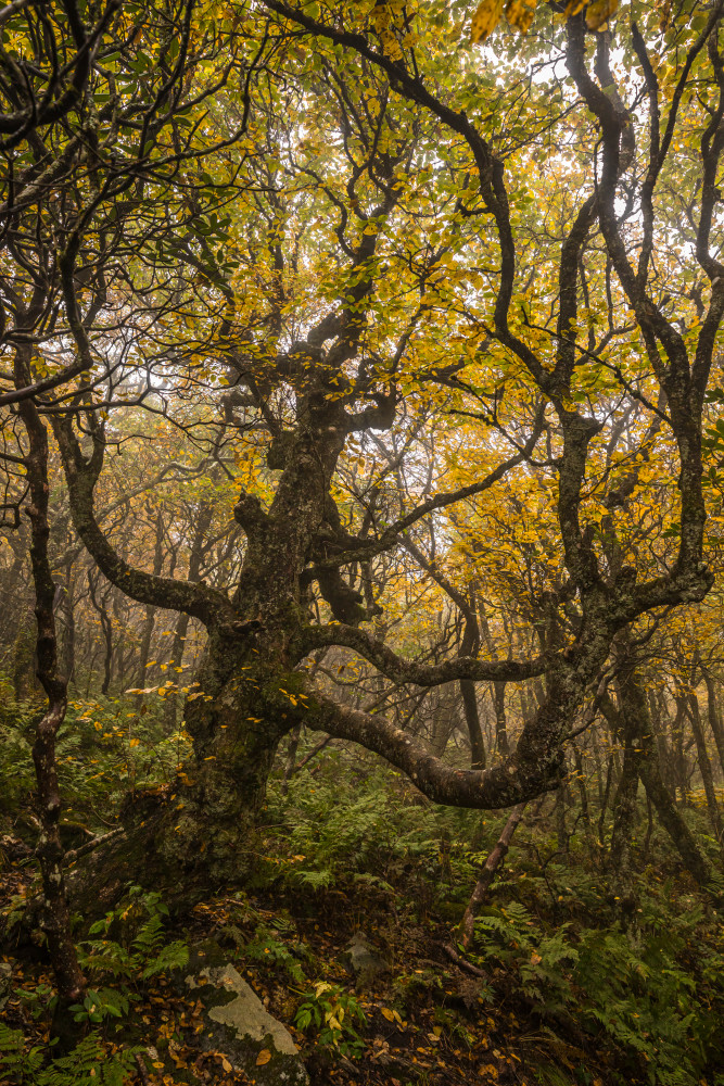 Craggy Gardens Autumn Evening Art | Tim McGuire Fine Art