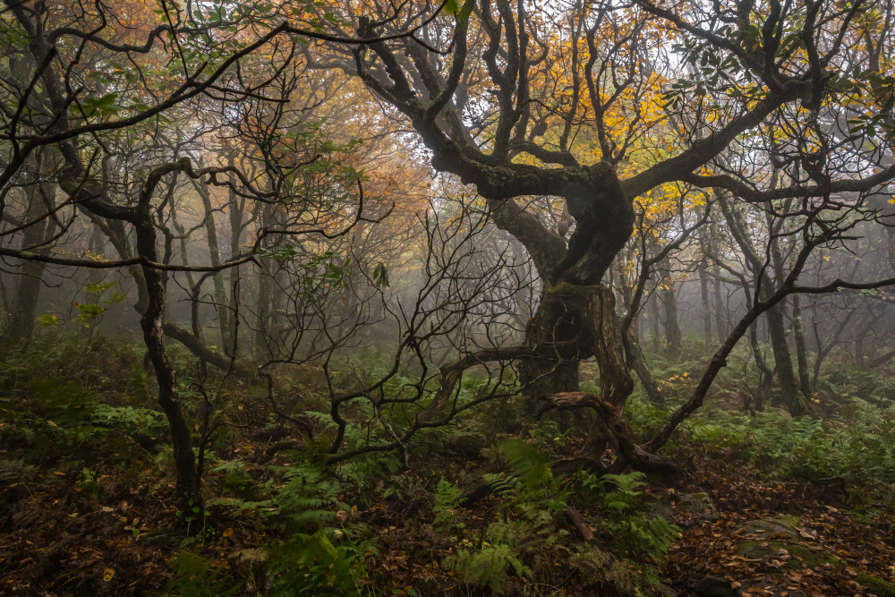 Along the Craggy Gardens Trail on a foggy late afternoon, Blue Ridge Parkway, North Carolina.